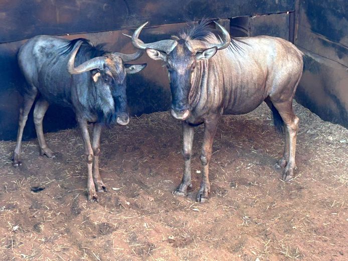BLOUWILDEBEES