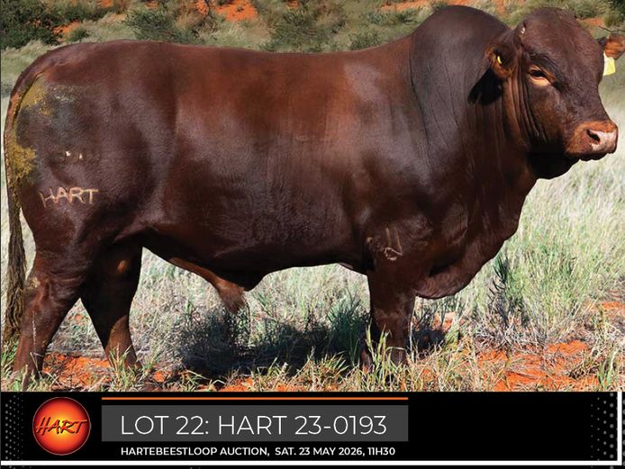 HART230193HH(c) | HARTEBEESTLOOP BONSMARA