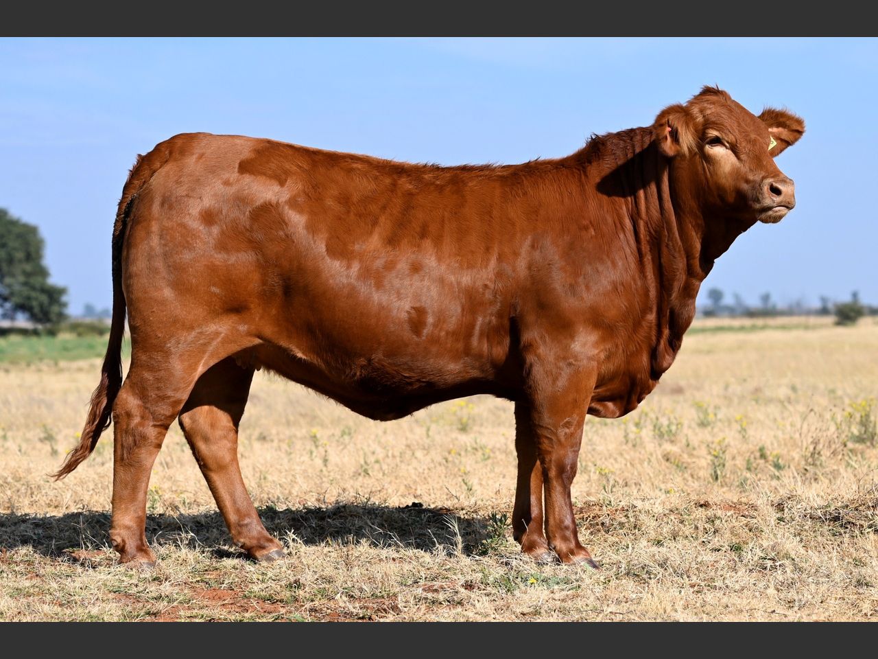 Lot 82 | 26STE NASIONALE BEEFMASTER VEILING | SwiftVEE | South Africa’s ...