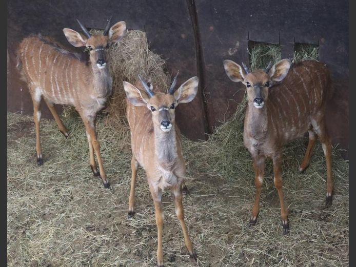 NYALA