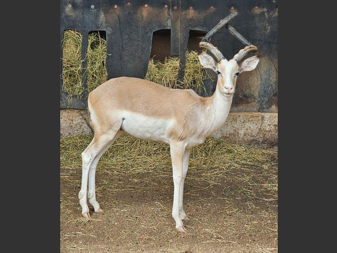 WHITEFLANKED IMP | NYANE GAME