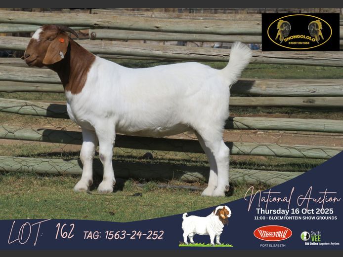 1563-24-252 | Fouche Blignaut (Shongololo Boerbokstoet)