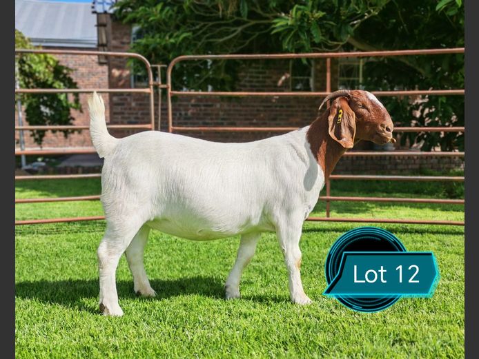 762250047 | Lukas Burger Boerbokstoet