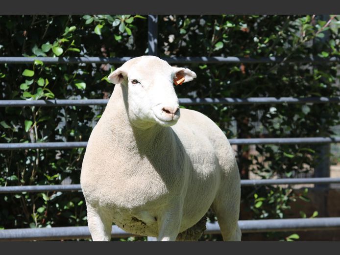 DZ 240017 | 2 STEYNS BOERDERY