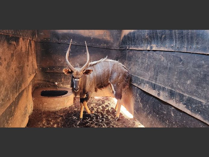 NYALA | KUDU RANCH
