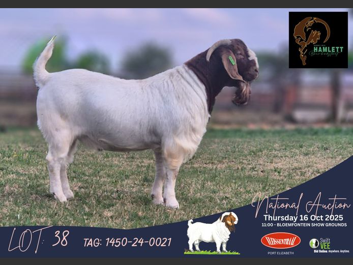 1450-24-0021 | Kenneth Hamlett (Hamlett Boerbok Stoet)