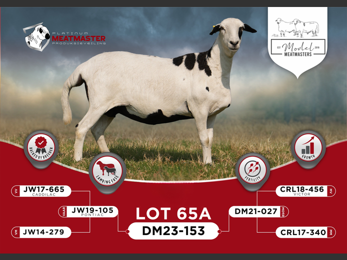 DM 23-0153 | Mario Marais - Model Meatmasters, Britz