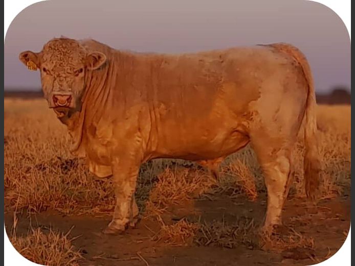 22-0005MS | SILVERSAND CHAROLAIS
