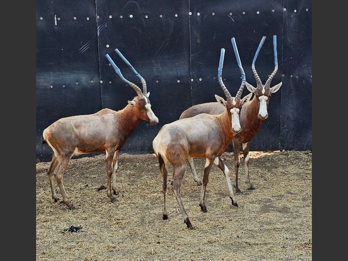 BLESBUCK | JPX SAFARIS