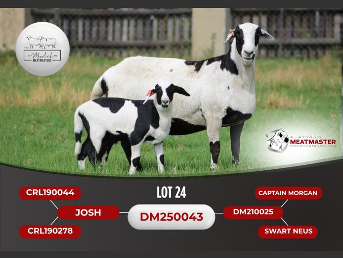 DM 25-0043 | Model Meatmasters