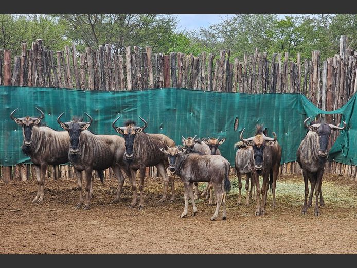BLUE WILDEBEEST | BIG HORN