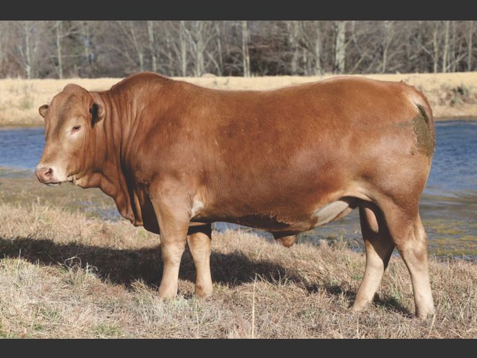 HBH220082 | ALPHA OMEGA TULI STUD PTY LTD