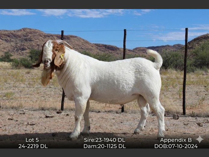 24-2219 DL | AC BOERBOKSTOET