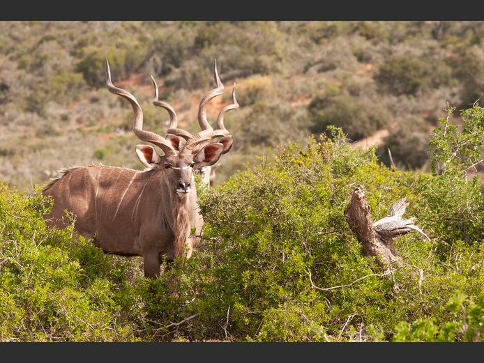 Kudu Bulls | SANParks - Mokala National Park