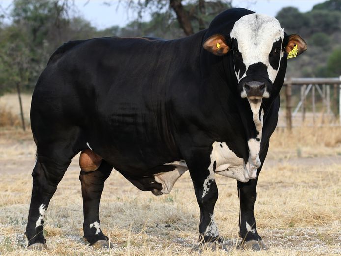 MW21254B | MICA SIMBRA