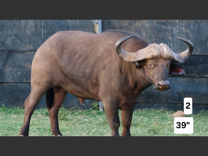 BUFFEL | KRUISRIVIER