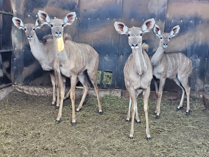 KUDU | HARLOU