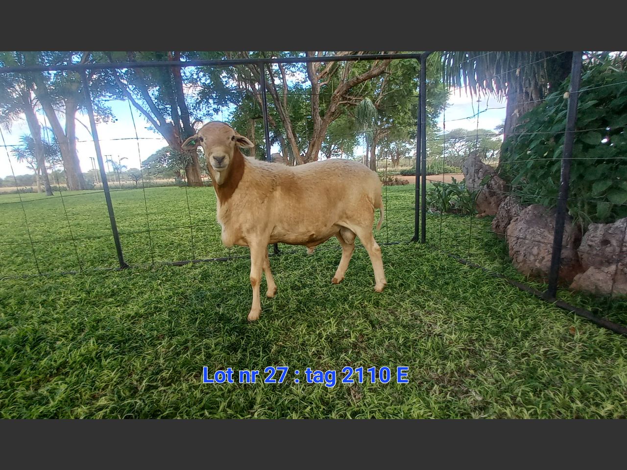 images