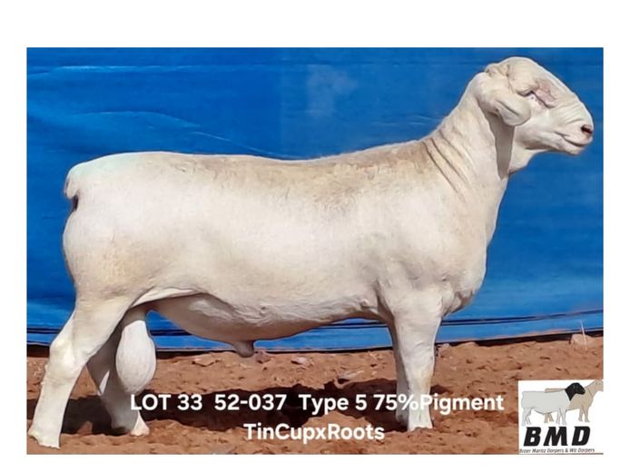 25-037 | BROER MARITZ DORPERS