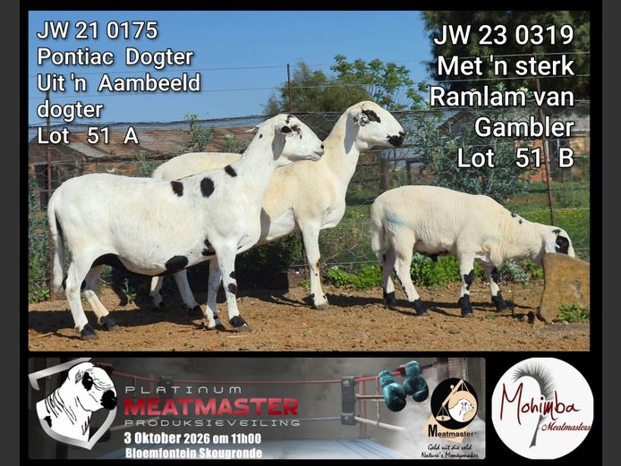 JW 21 0175 | Mohimba Meatmasters