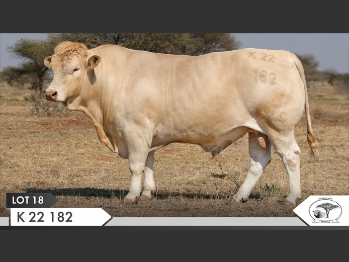 K 220182 | KOPERKOP HUGENOOT STOET