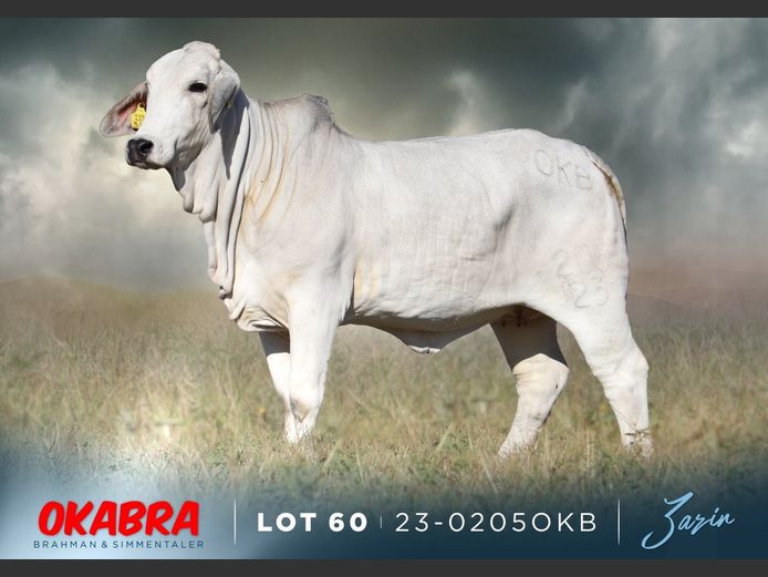 23-0205 OKB | OKABRA BRAHMAN