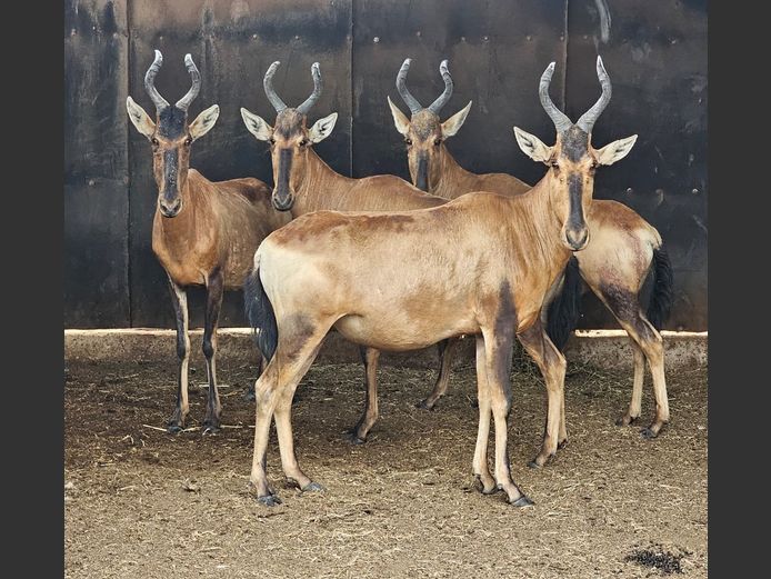 RED HARTEBEEST | PRINS GAME