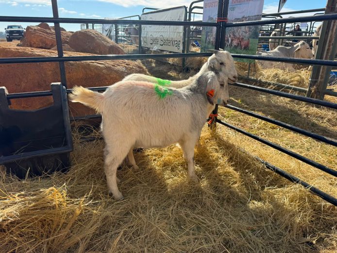 Ewes