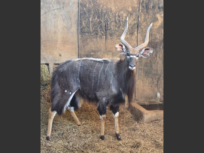 NYALA (no vat) | IMBABALA