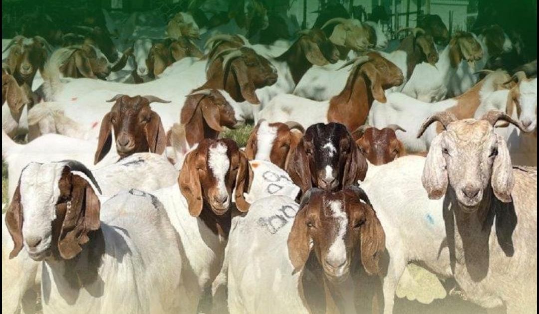 ADELAIDE GOAT SALE | SwiftVEE | South Africa’s Leading Online Livestock ...
