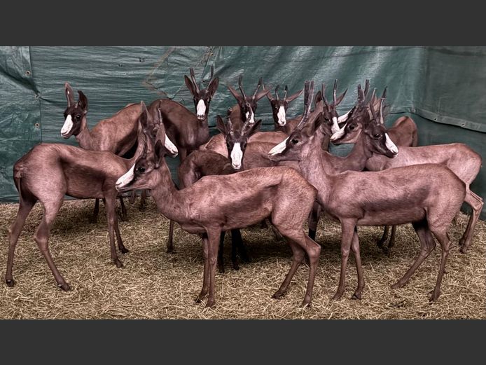 Swart Springbok Ooie