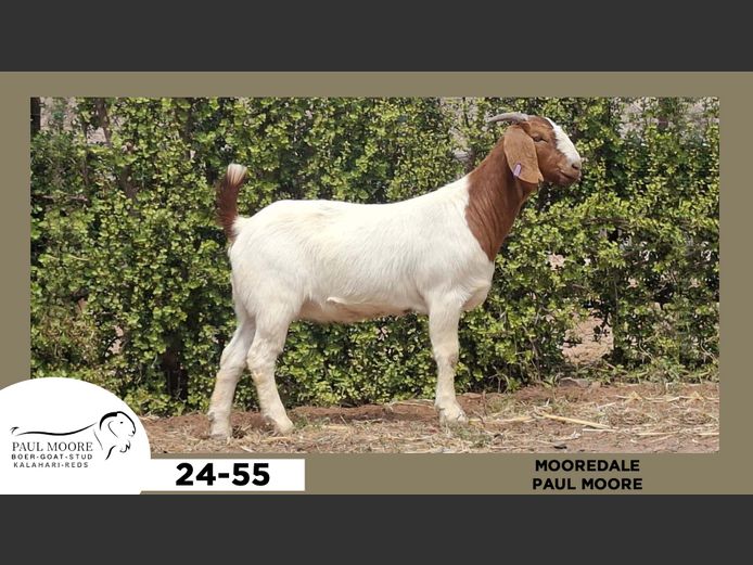 24-055  |  Paul Moore - Mooredale