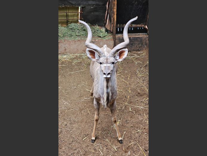 Potential Animals On Auction