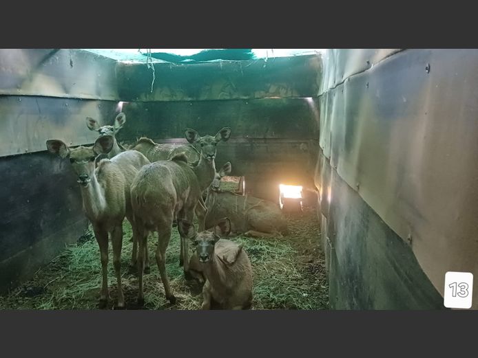 KOEDOE | AL BADENHORST