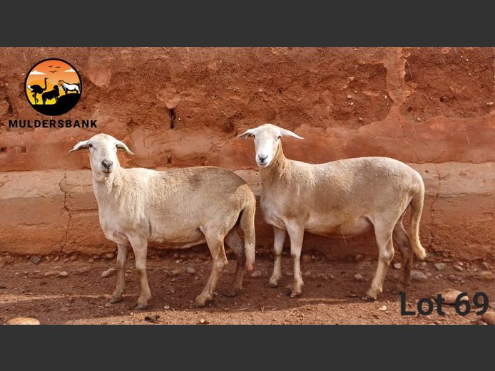 Ooi | MULDERSBANK MEATMASTERS