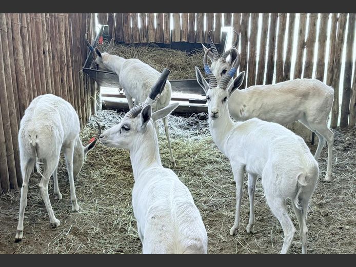 Wit Springbok Ram