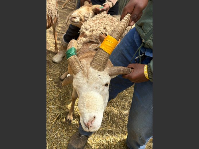 Vier Horing Skaap Ram