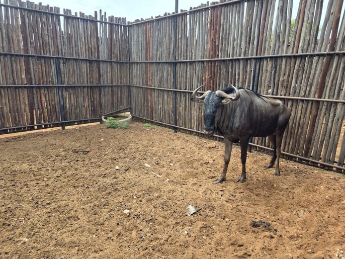 BLOUWILDEBEES | HANLEY