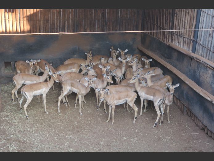 Rooibokke