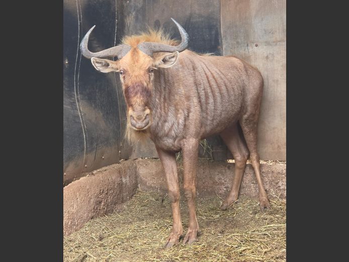 GOUE WILDEBEES | THABA BOTALA GAME