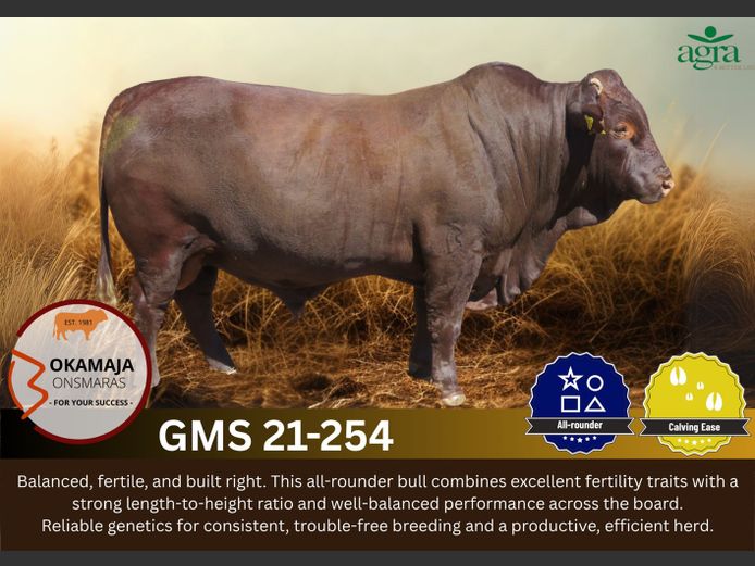 OKAMAJA BONSMARA | GMS 210254
