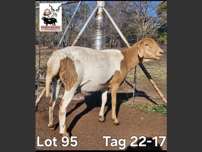22-17 | PRINSLOO BOERDERY