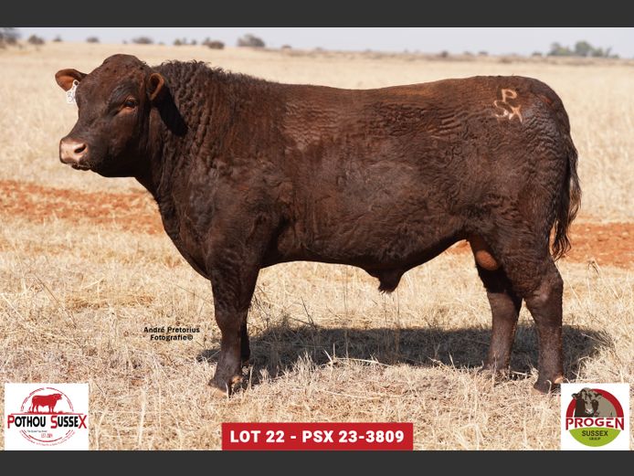 PSX 233809 | POTHOU BK