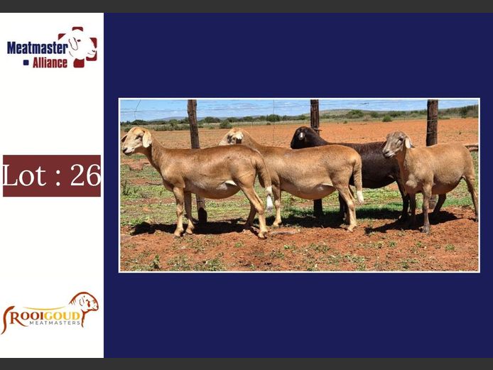 Ooie | Rooigoud Meatmasters