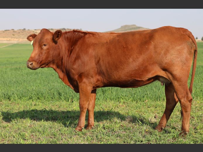 HBH 220032 | CLARK CATTLE COMPANY PTY LTD