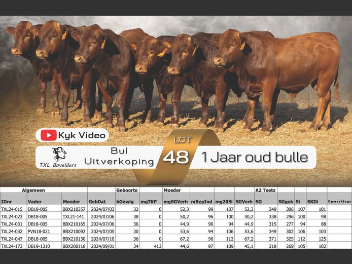 1 YEAR OLD BULLS