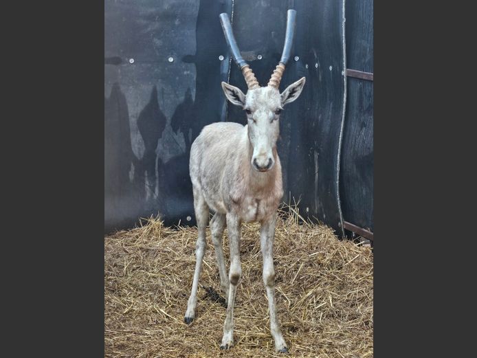 WIT BLESBOK | BUFFELSPOORT