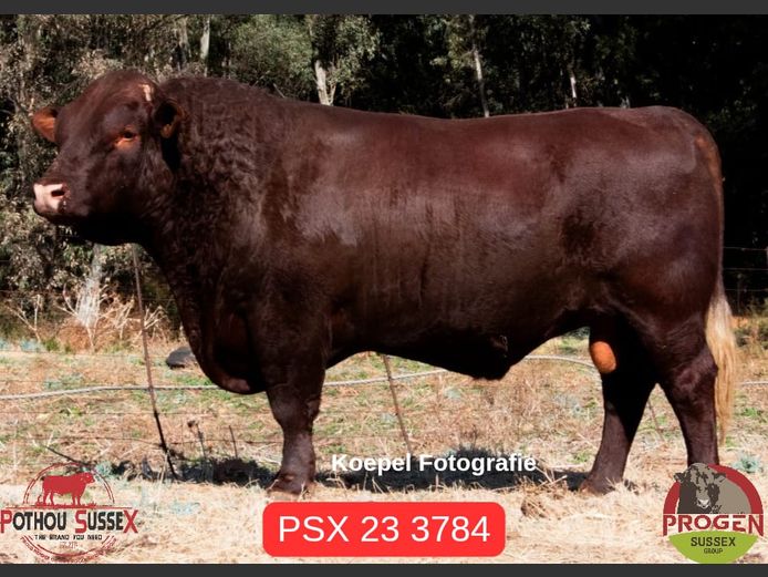 PSX 233792 | POTHOU BK
