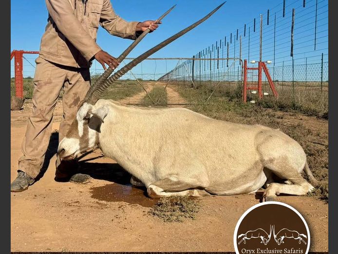 Ivory (Royal Face)
Oryx Breeding | WATERBERG PLATO GAME BREEDERS
