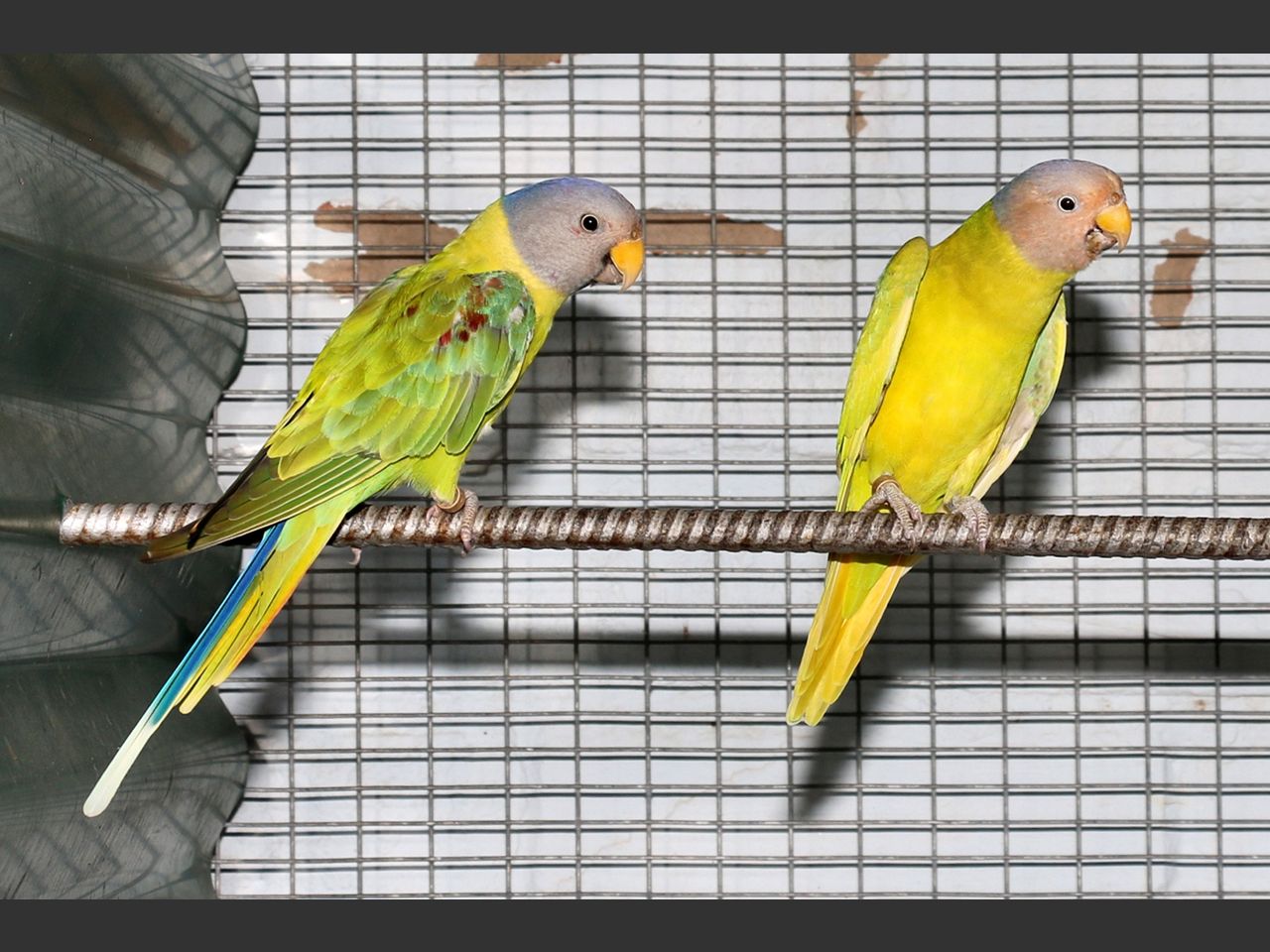 images